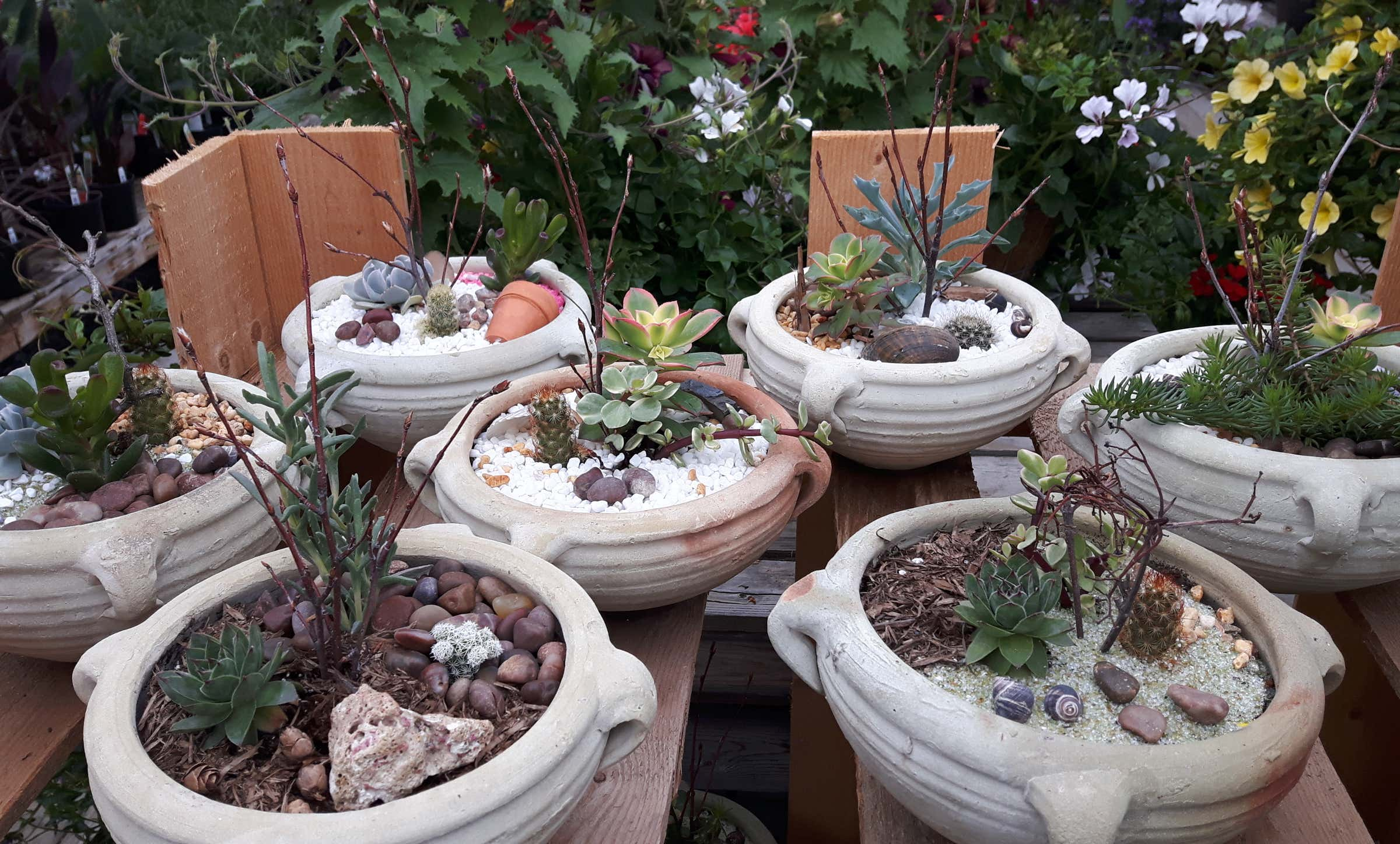 Aménagement de pots à cactus